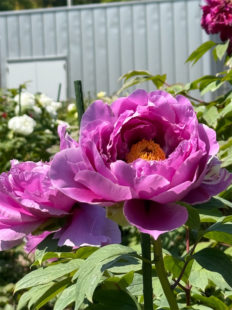 f:id:nozosan-net:20250514091532j:image
