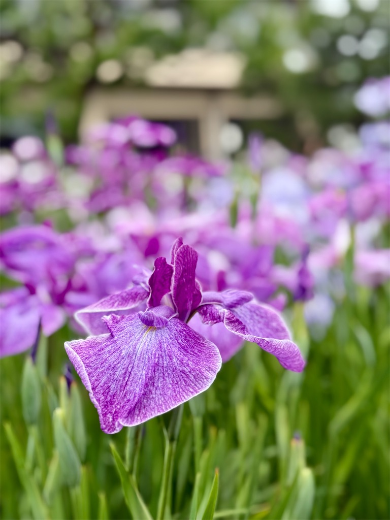 f:id:nozosan-net:20250609085846j:image