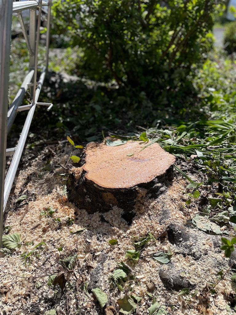 f:id:nozosan-net:20250926085454j:image