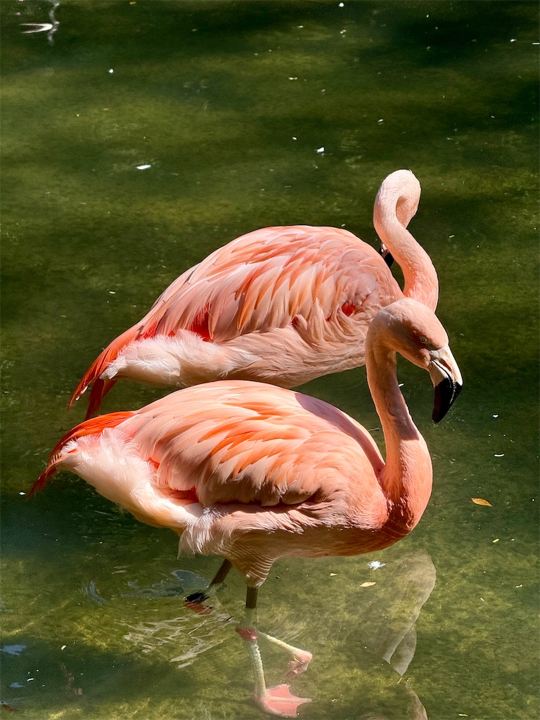 f:id:nozosan-net:20250927085010j:image