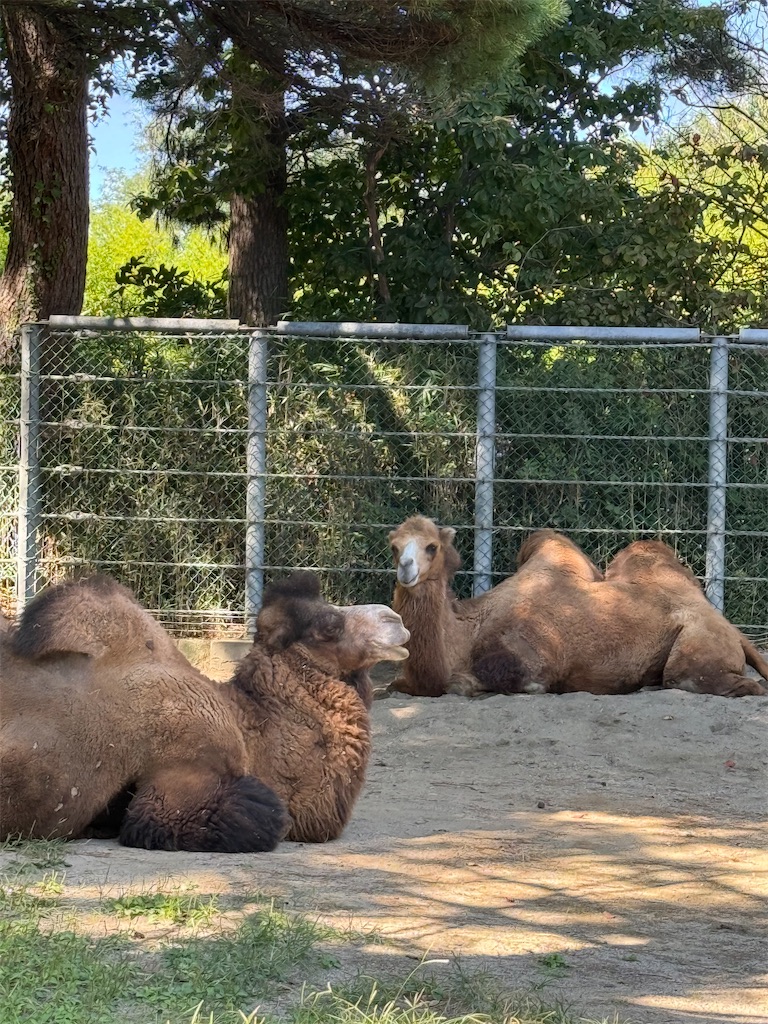 f:id:nozosan-net:20250927085038j:image