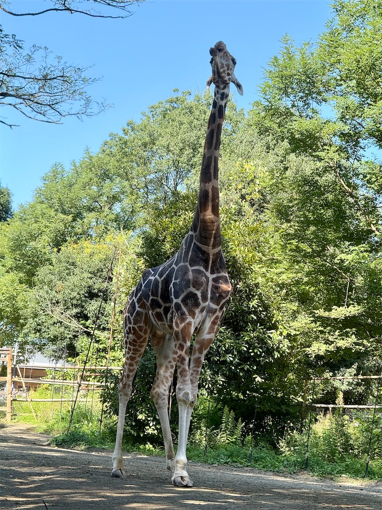 f:id:nozosan-net:20250927085048j:image