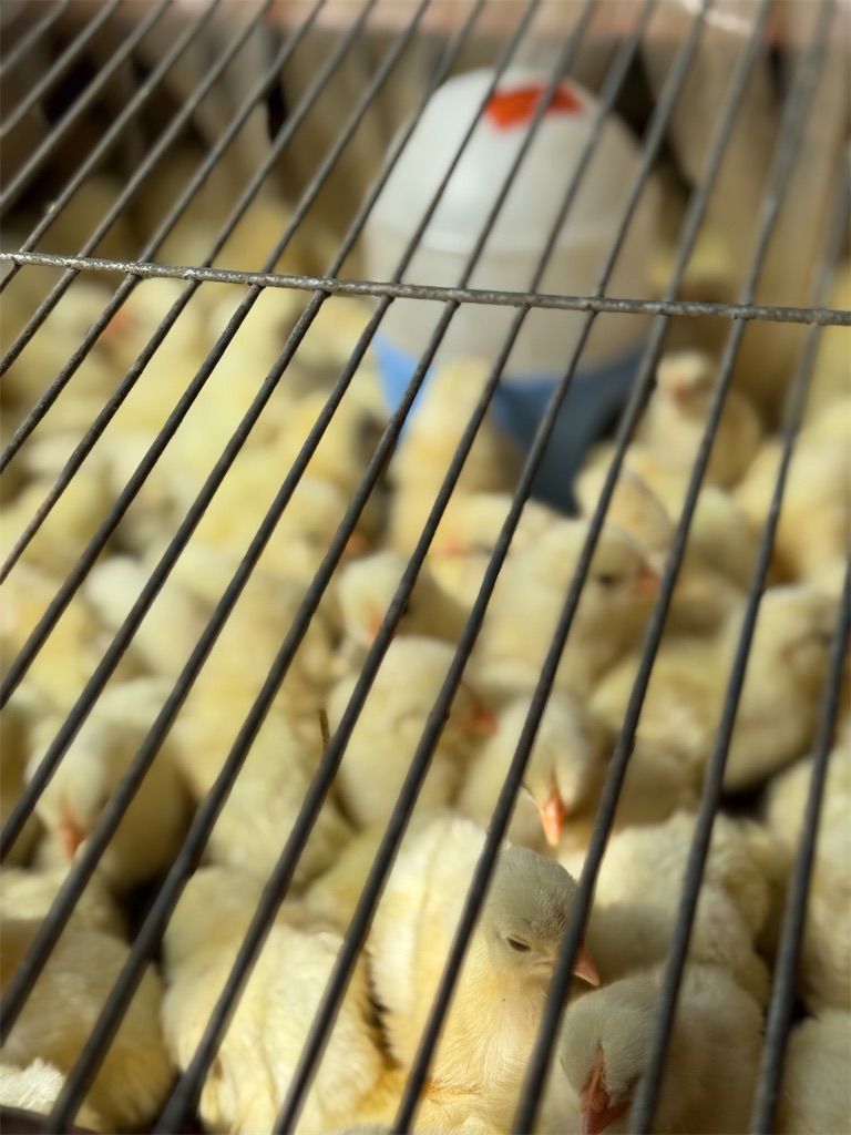 f:id:nozosan-net:20251103085659j:image