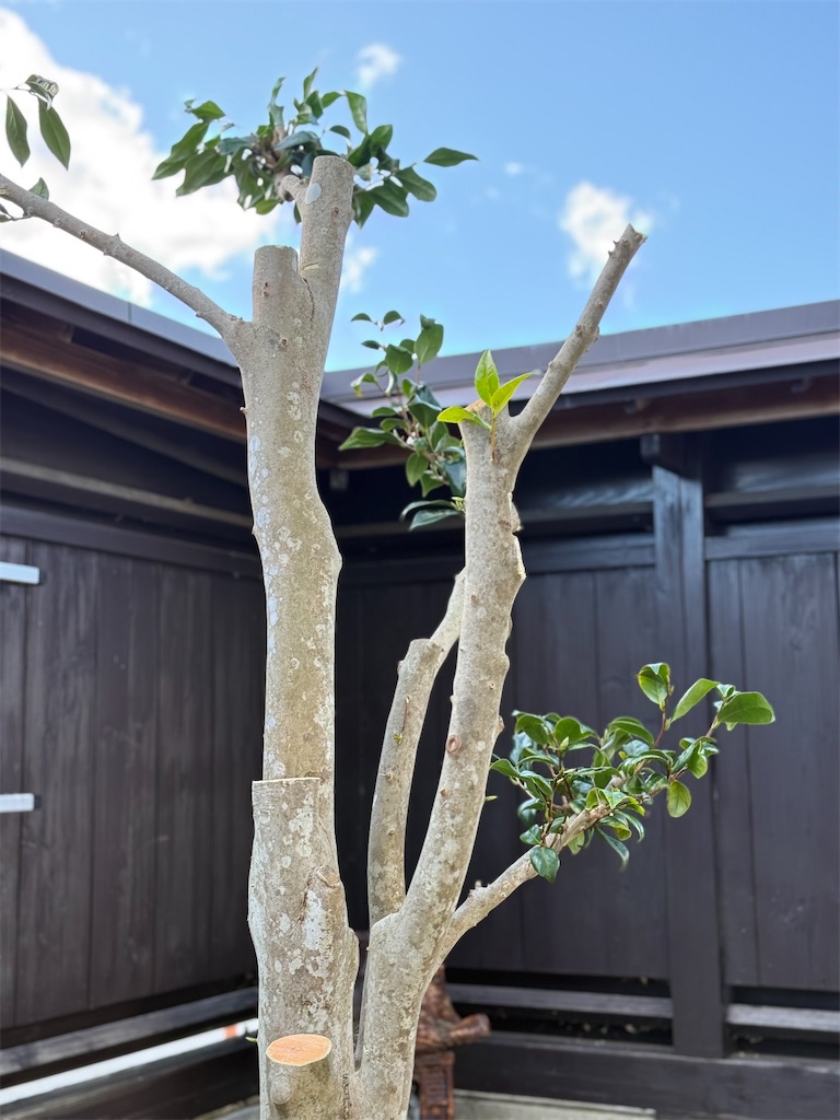 f:id:nozosan-net:20251112084705j:image