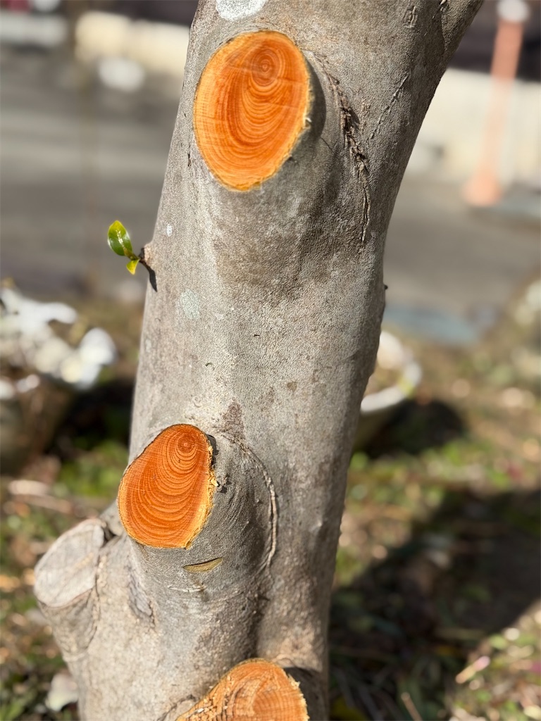 f:id:nozosan-net:20251113090929j:image