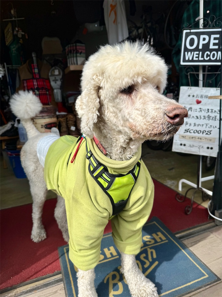 f:id:nozosan-net:20260301080450j:image