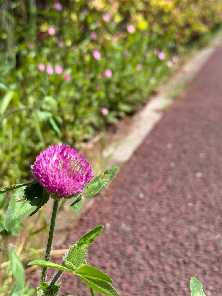 f:id:nozosan-net:20260416085442j:image