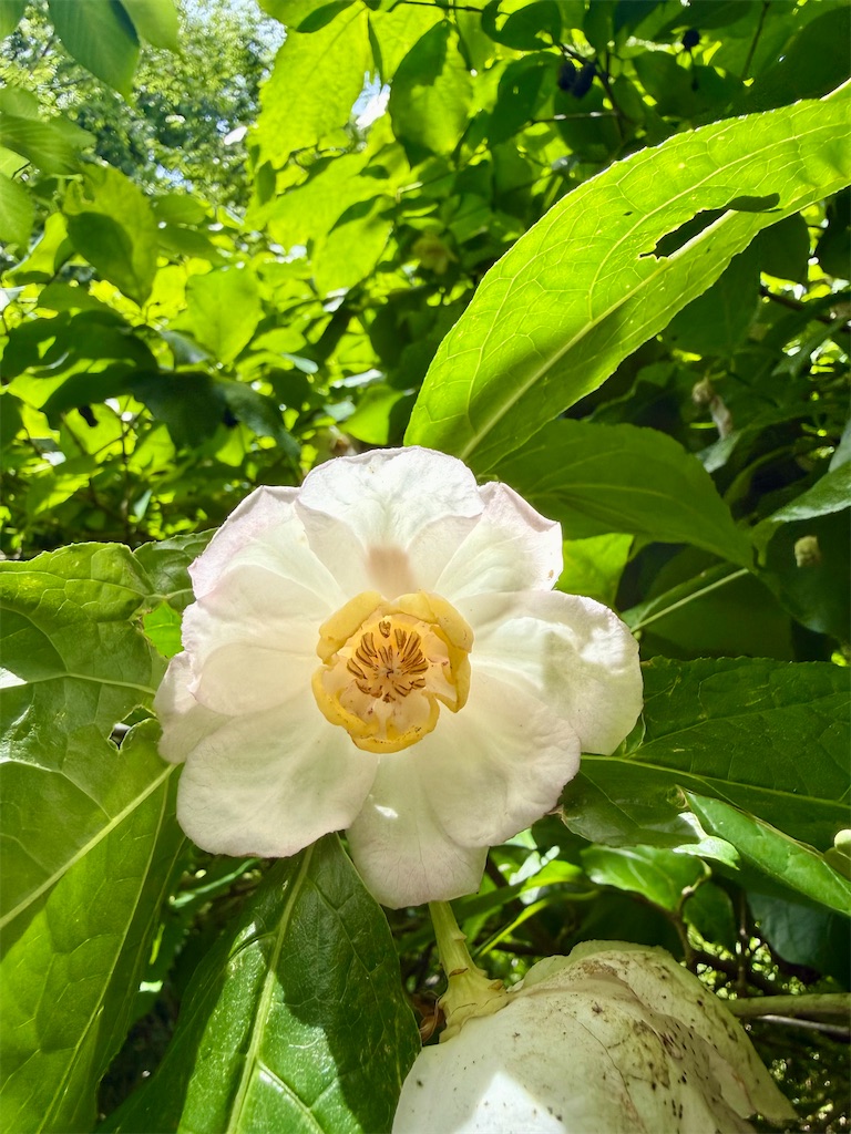f:id:nozosan-net:20260527090053j:image f:id:nozosan-net:20260527090053j:image