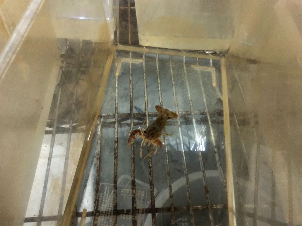 f:id:nozucurry:20190616225728j:image f:id:nozucurry:20190616225728j:image