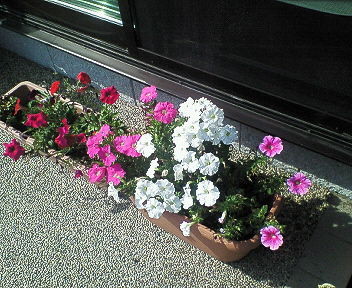 f:id:nozyu:20080705095434j:image f:id:nozyu:20080705095434j:image