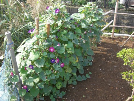 f:id:nozyu:20081010092825j:image f:id:nozyu:20081010092825j:image