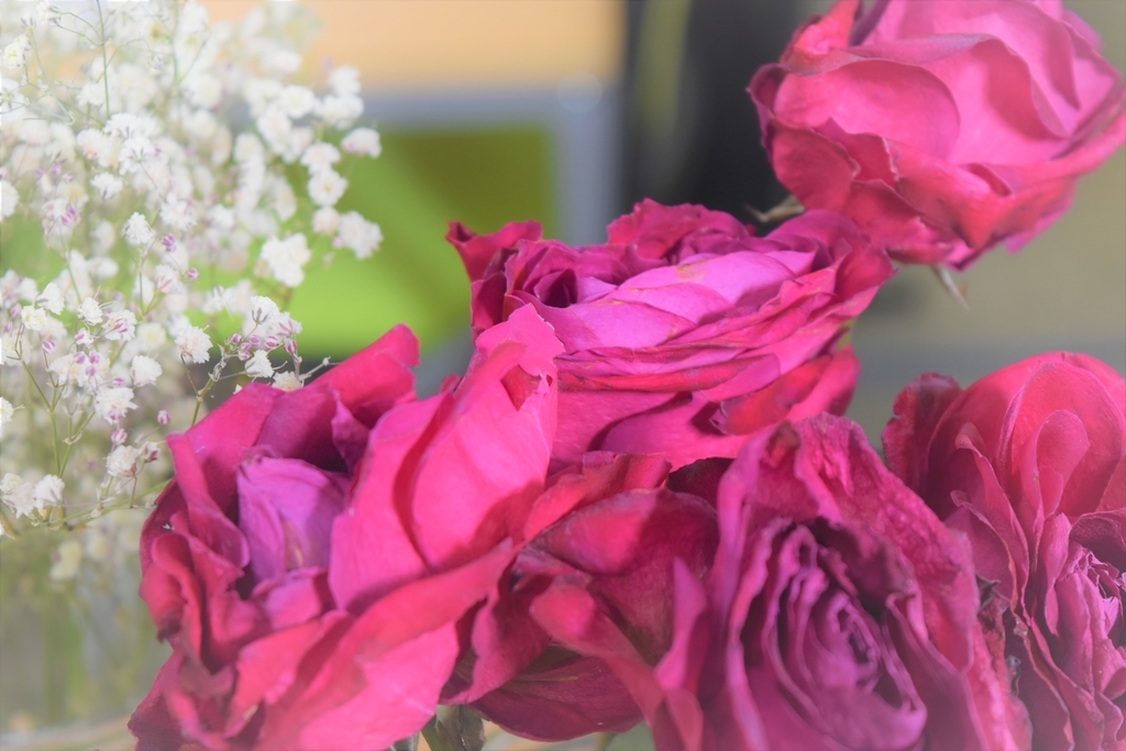 f:id:npo-switch:20190225165615j:plain f:id:npo-switch:20190225165615j:plain