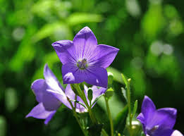 f:id:npojlna:20180911133940j:plain f:id:npojlna:20180911133940j:plain