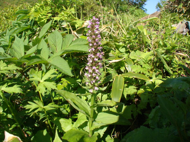 那須岳に咲く希少花 Npotasm S Blog