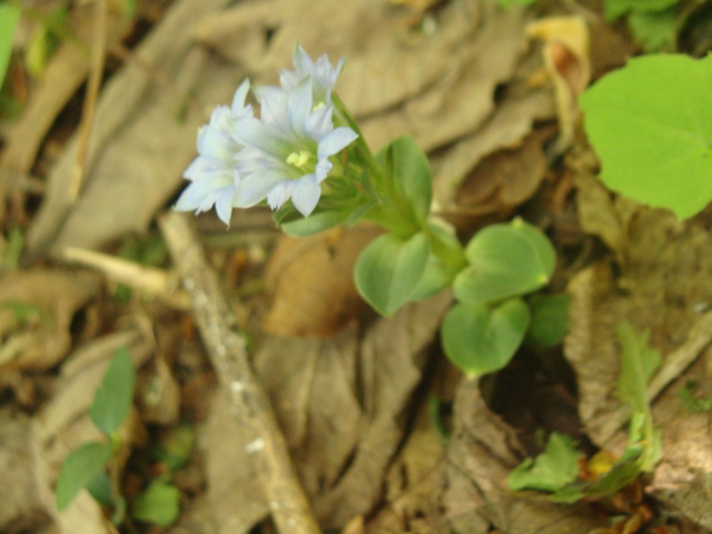 那須岳に咲く希少花 Npotasm S Blog