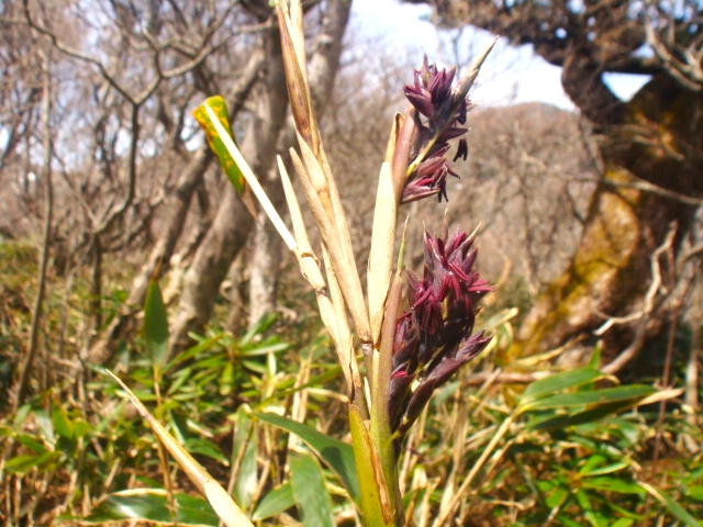 那須岳に咲く希少花 Npotasm S Blog