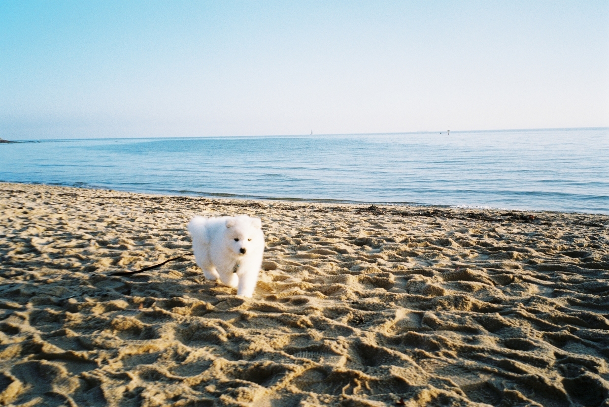 f:id:npoteto:20200724004645j:plain f:id:npoteto:20200724004645j:plain