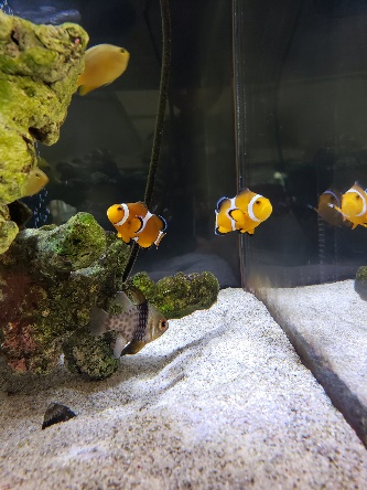 f:id:nrcofficial:20200502194306j:plain f:id:nrcofficial:20200502194306j:plain