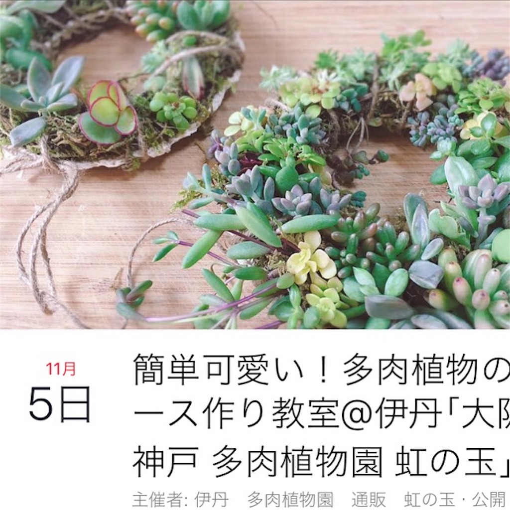 多肉植物 伊丹 イベント ワークショップ 津田直子の日記