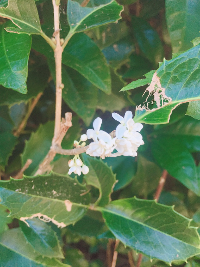 f:id:nruruss705:20181016114620j:image