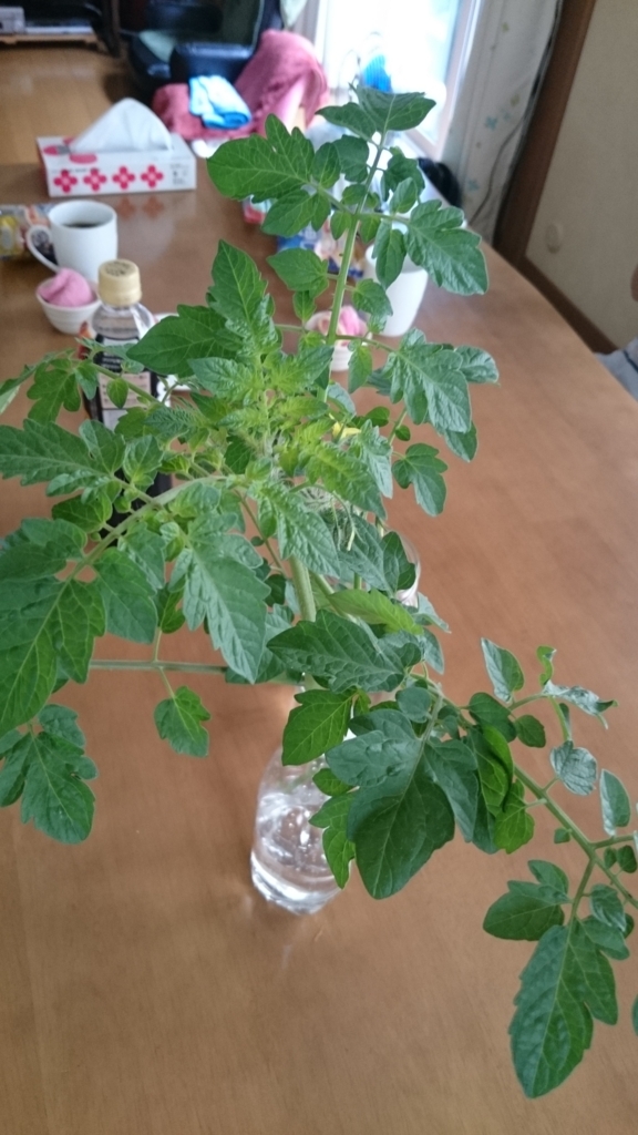 f:id:nrythmique:20180618134753j:plain
