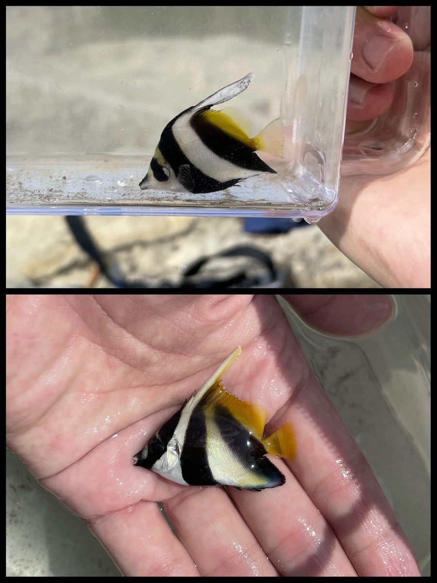 Custom Visionを使って、似ている魚を判別できるか試してみた