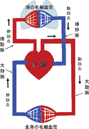 看護師が教える 大杉漣さんに続いて左とん平さんの訃報 若い方でも急に亡くなることが多い 心不全 を解説します 看護学生の家庭教師 個別指導blog アストラ
