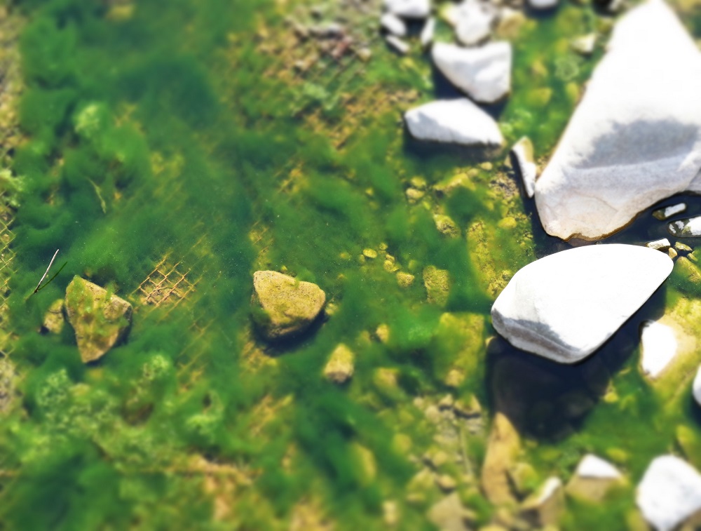 f:id:nshintaro:20190212183615j:plain