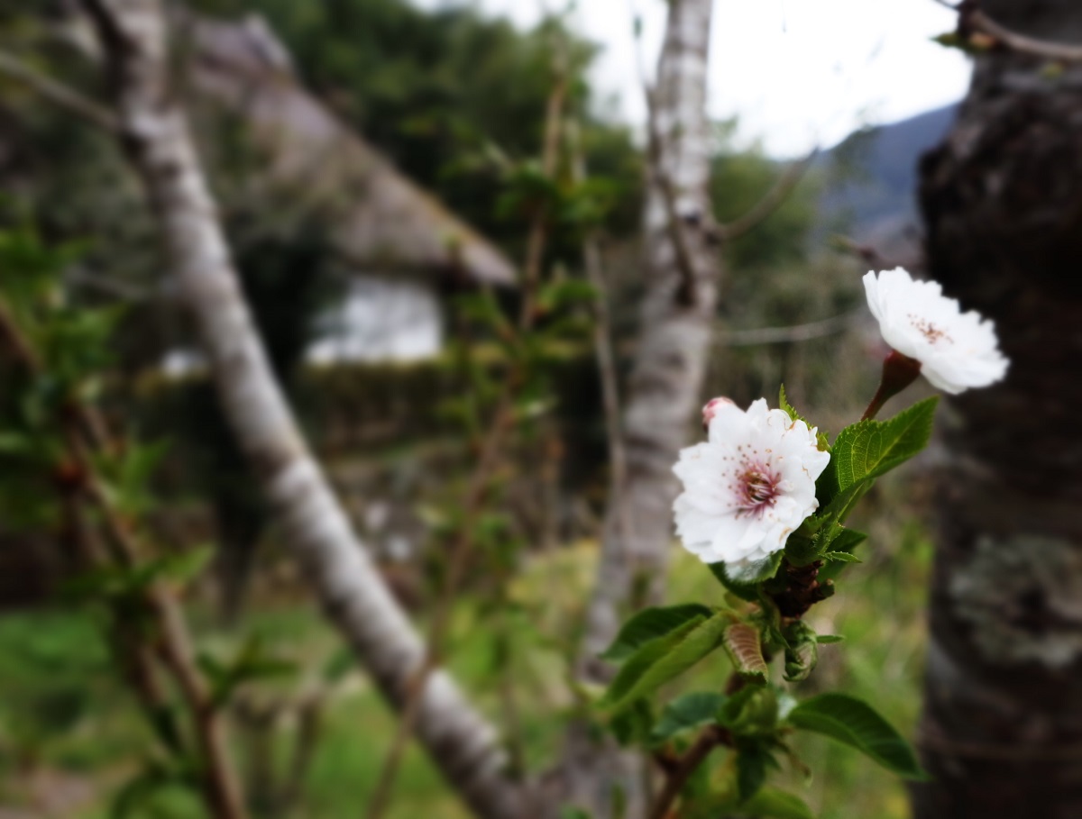 f:id:nshintaro:20190318182553j:plain
