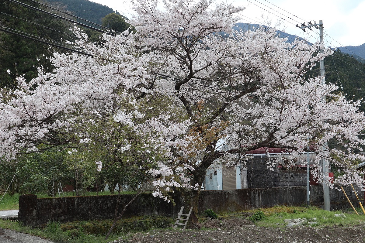 f:id:nshintaro:20190409174244j:plain