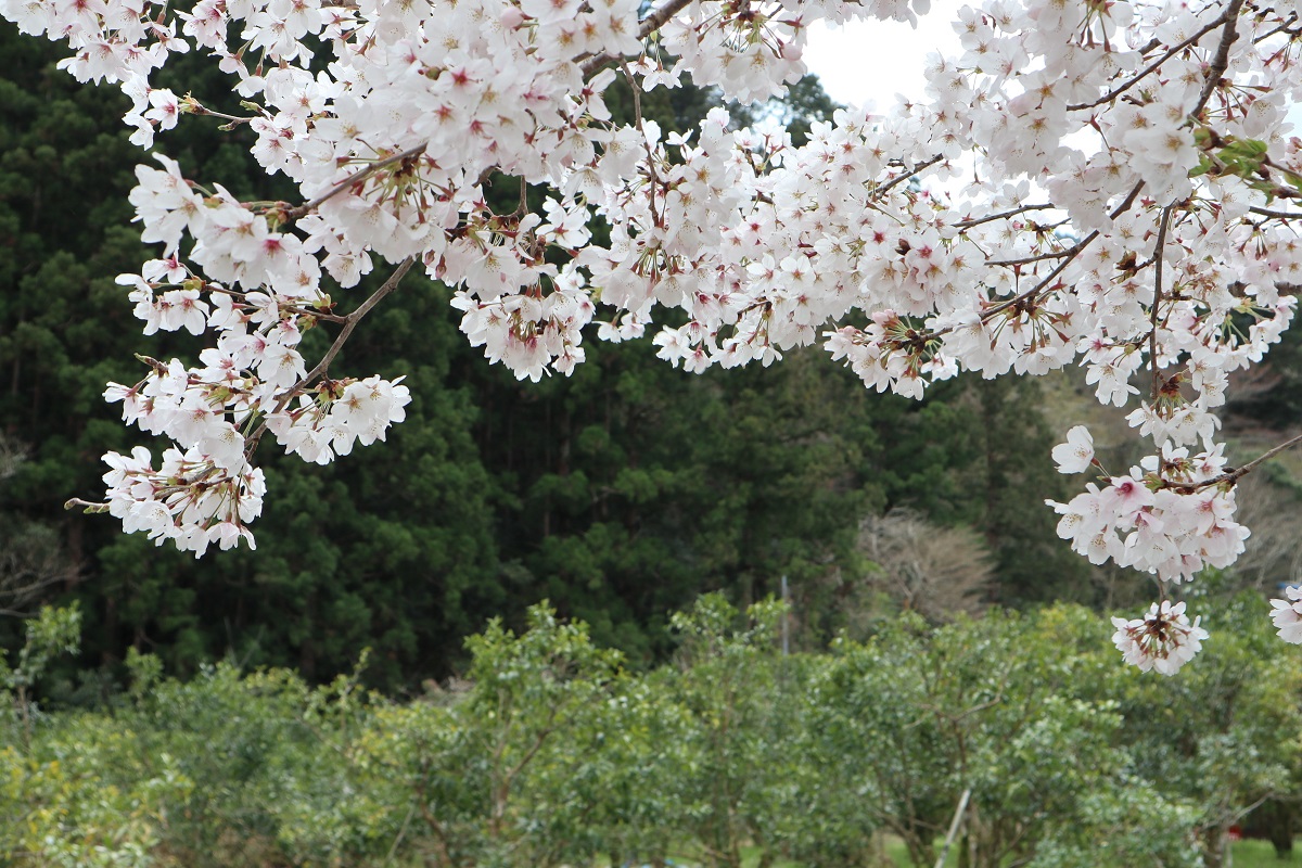 f:id:nshintaro:20190409174251j:plain
