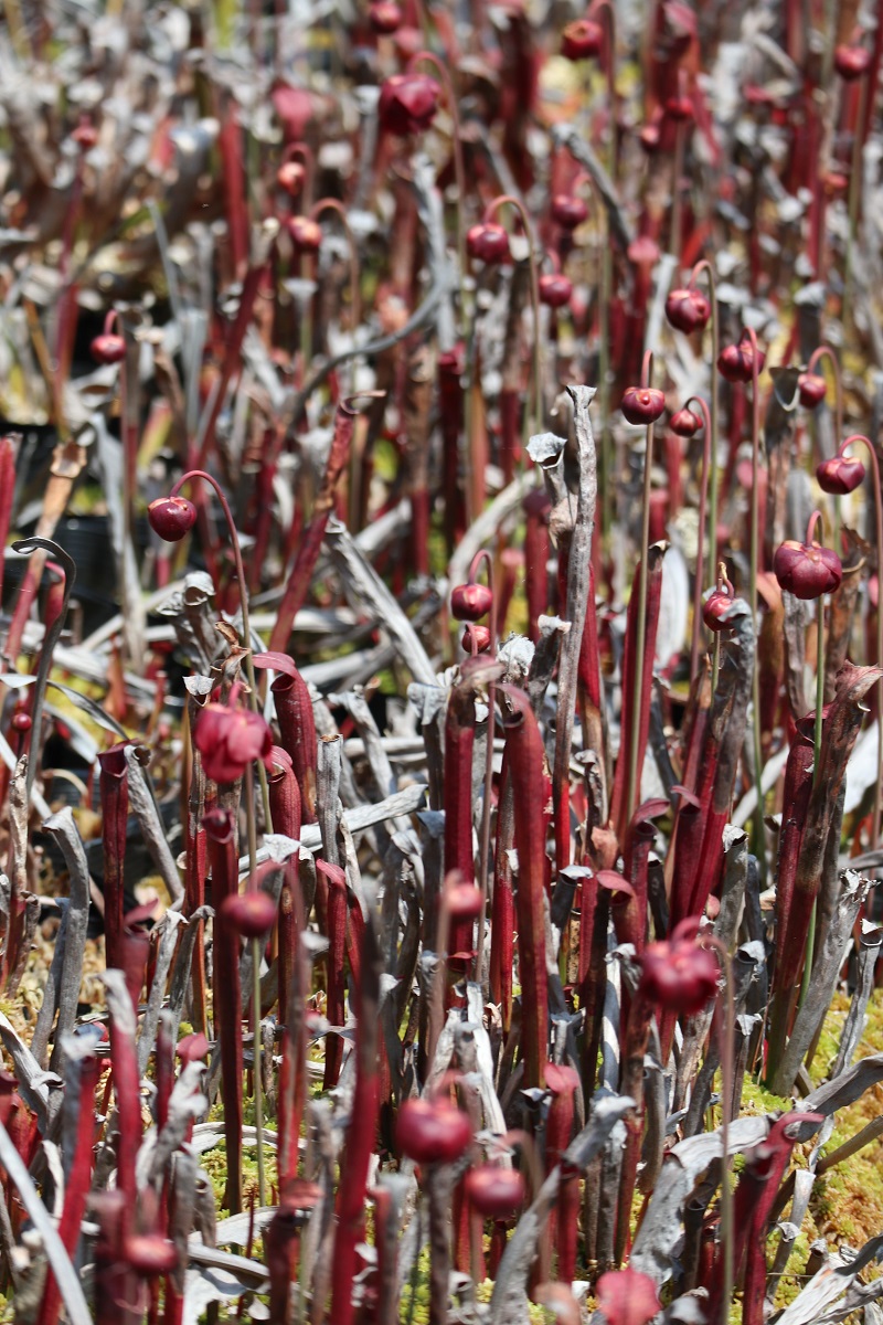 f:id:nshintaro:20190419163957j:plain f:id:nshintaro:20190419163957j:plain