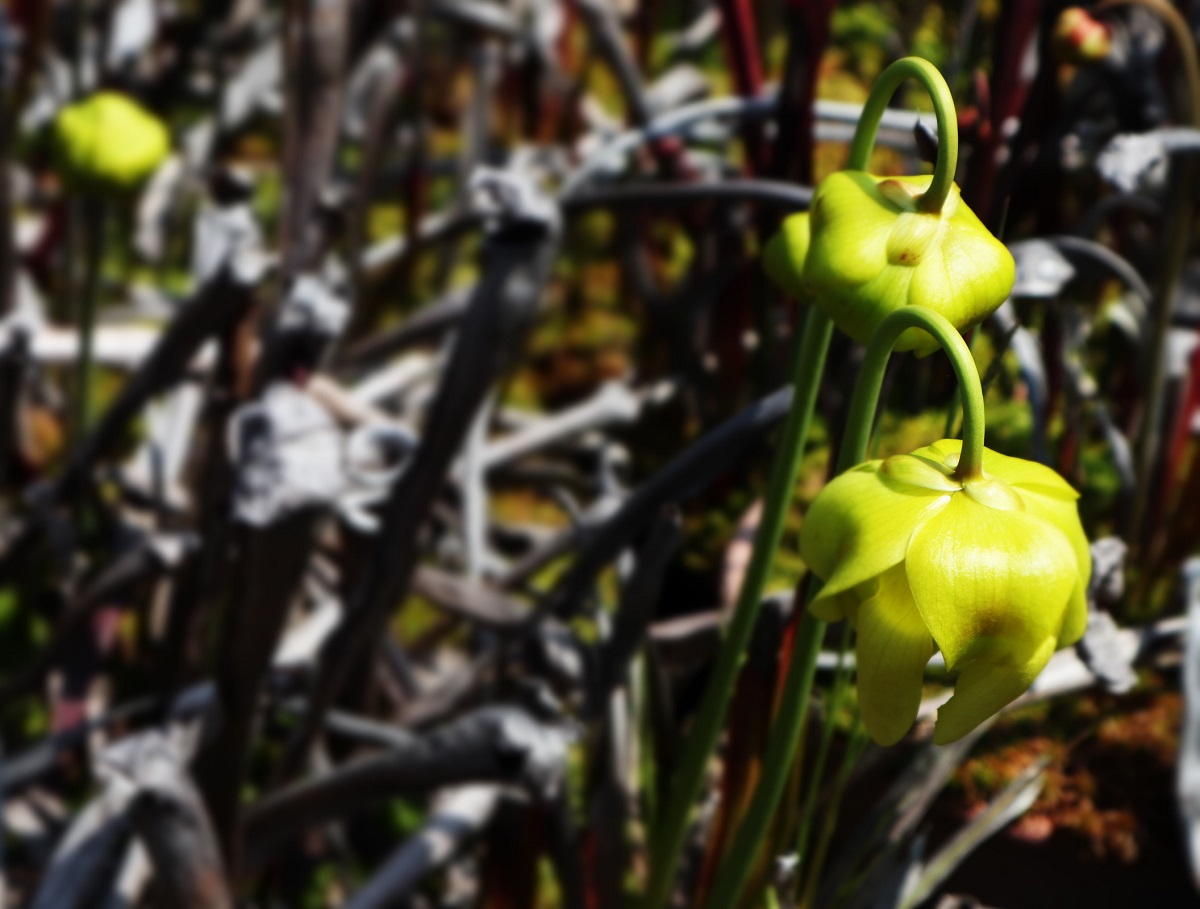 f:id:nshintaro:20190419164144j:plain f:id:nshintaro:20190419164144j:plain