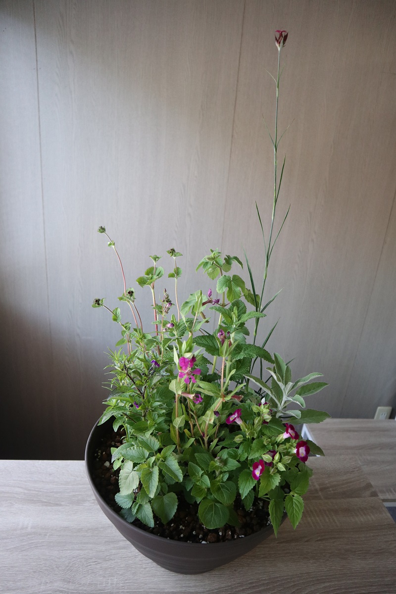 f:id:nshintaro:20200529185356j:plain