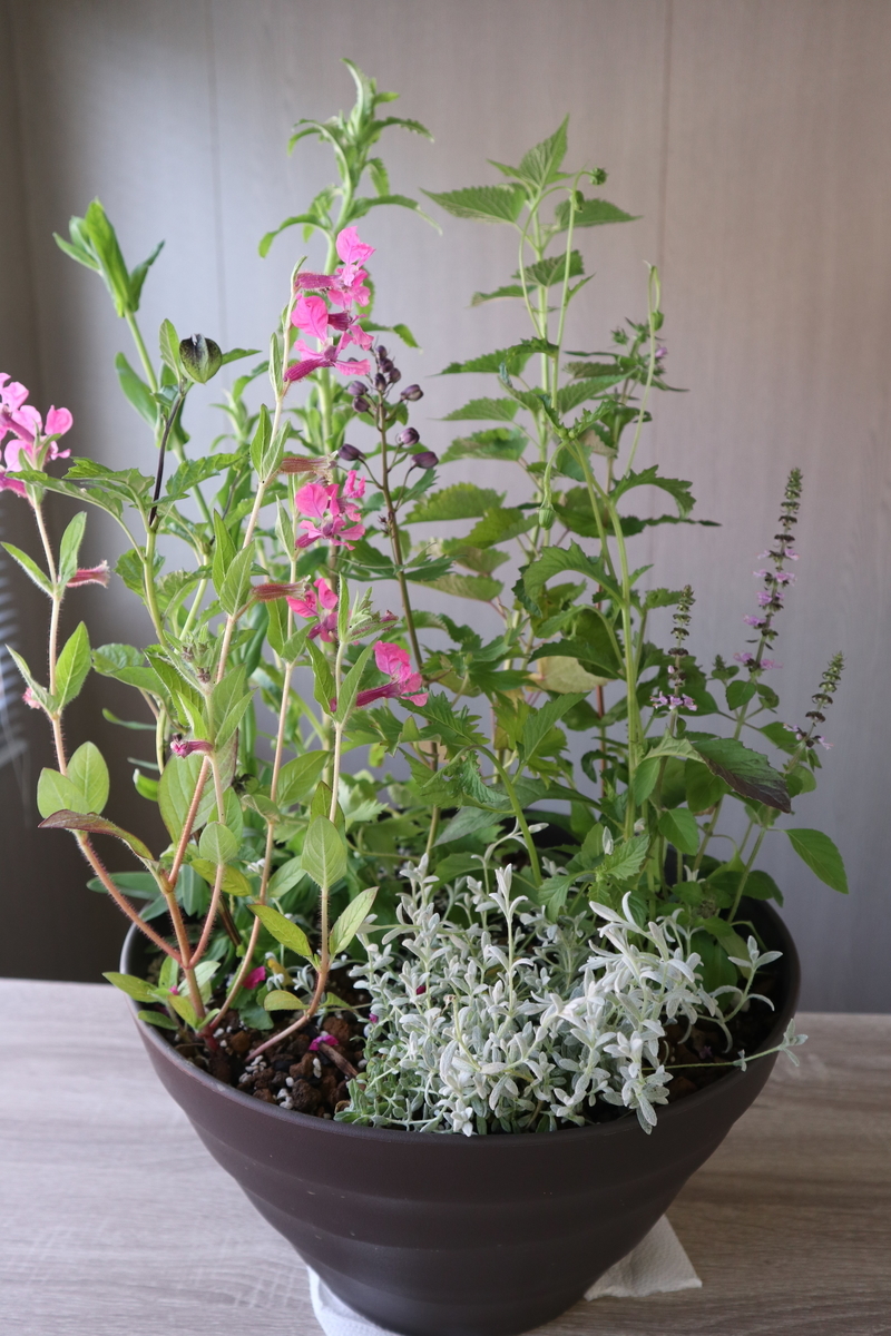 f:id:nshintaro:20200529185416j:plain