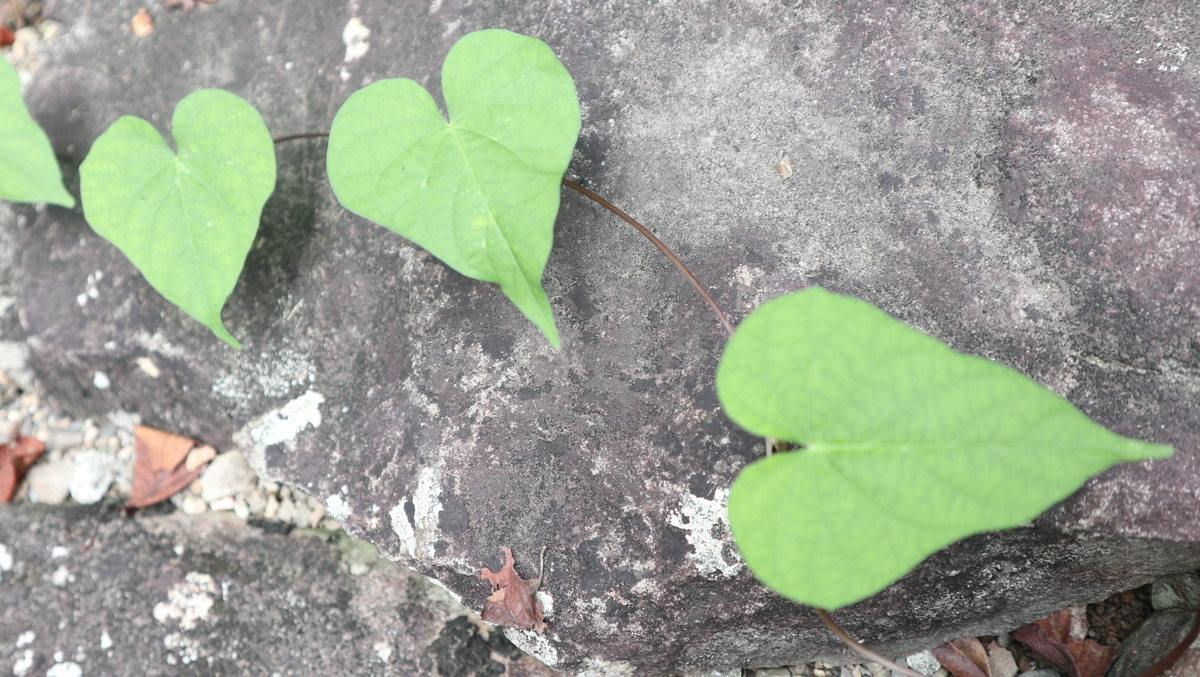 f:id:nshintaro:20210705180114j:plain