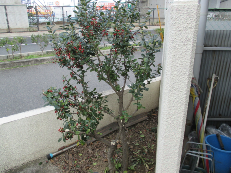 f:id:nskk-kurashiki:20151201134228j:image