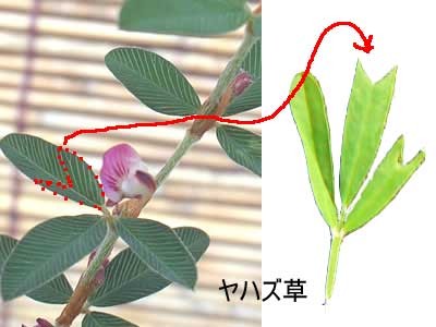 ヤハズ草