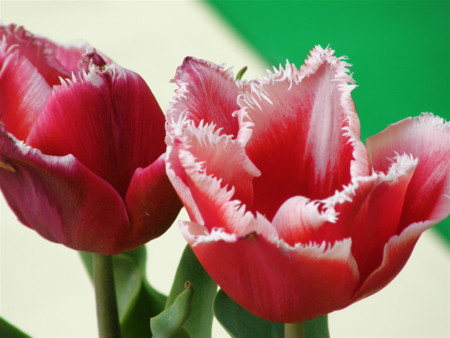 f:id:nsw2072:20090501155325j:image:right
