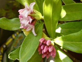 f:id:nsw2072:20100224122833j:image:left