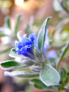 f:id:nsw2072:20100531142838j:image:left