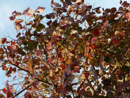 f:id:nsw2072:20111123143754j:image:w360:left