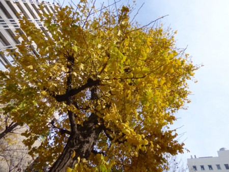 f:id:nsw2072:20151225205423j:image:w360:left