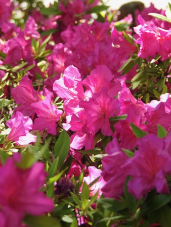 f:id:nsw2072:20170502210109j:image:w360:left