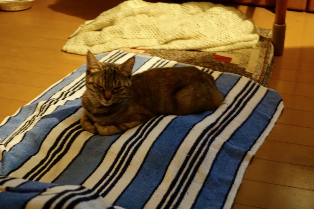 f:id:nsw2072:20180905015837j:image:w360:left