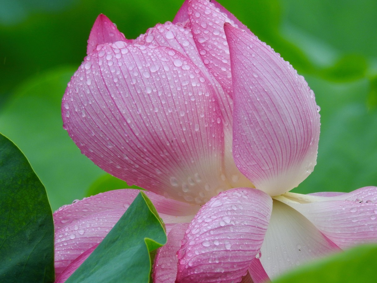 f:id:nsw2072:20200723163826j:plain