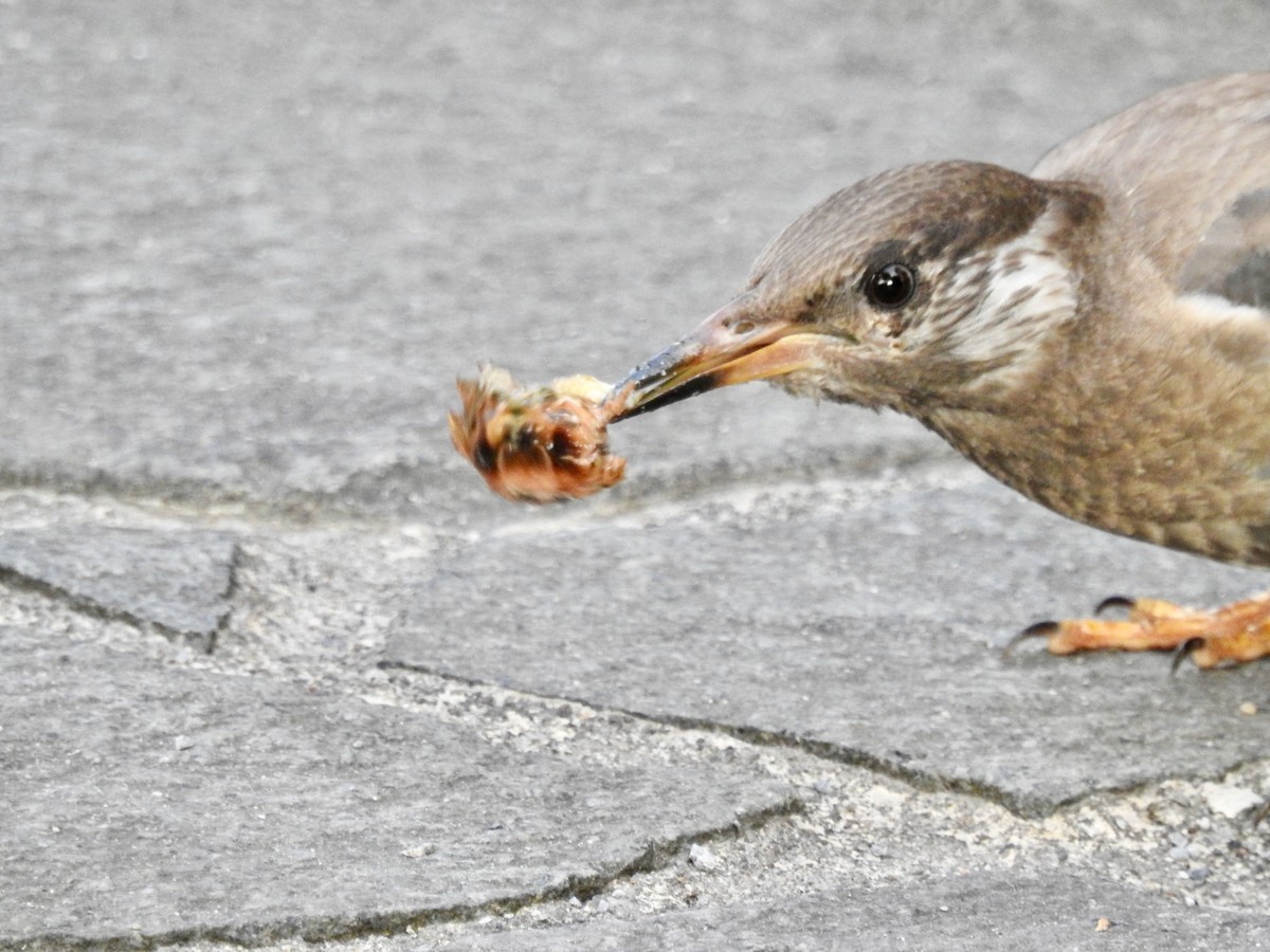 f:id:nsw2072:20200825211529j:plain