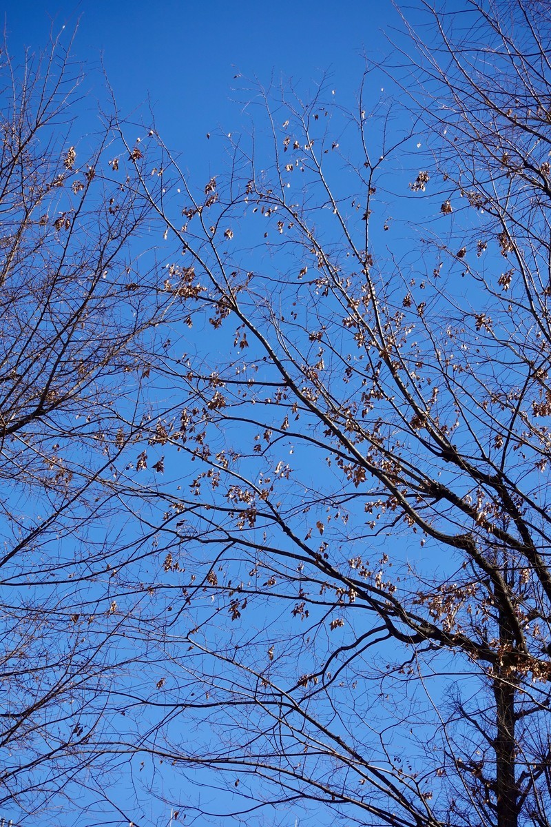 f:id:nsw2072:20210131050737j:plain:w240:left