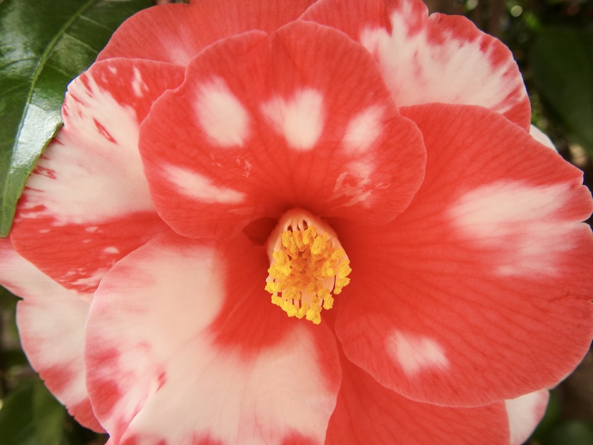 f:id:nsw2072:20220322154019j:plain