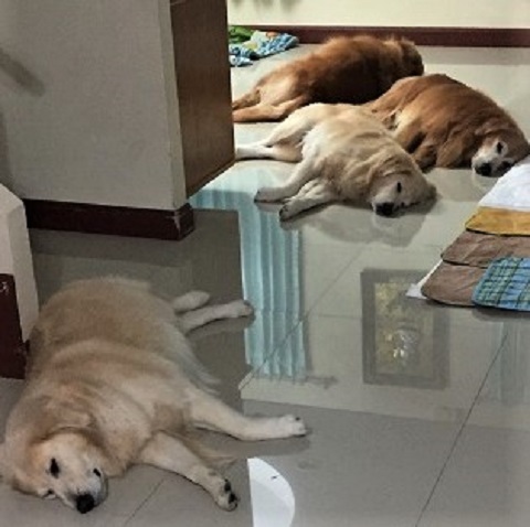 犬と寝起きを共に 暫くだがもう最後か Jinbeiのシャム便り